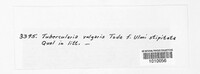 Tubercularia vulgaris image